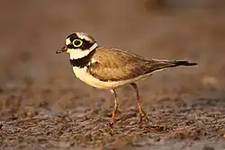 1993 Flussregenpfeifer