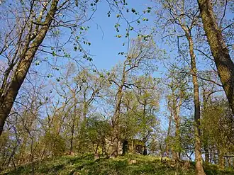 Reste der Burg Litýš