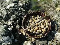 Ausbeute beim pêche à pied
