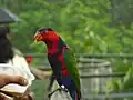 Lorius lory im Jurong Bird Park