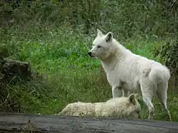 Polarwolf (Canis lupus arctos)