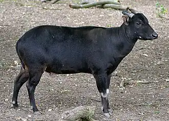Tiefland-Anoa (Bubalus depressicornis)