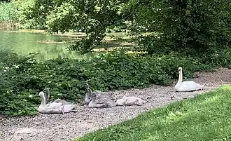 Ufer am Hundekehlesee