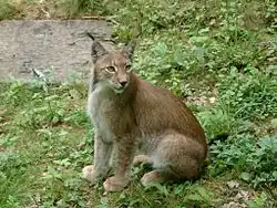 Luchs