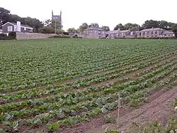 Gemüseanbau in Ludgvan