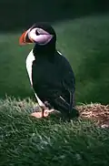 Papageitaucher (Fratercula arctica) auf Mykines