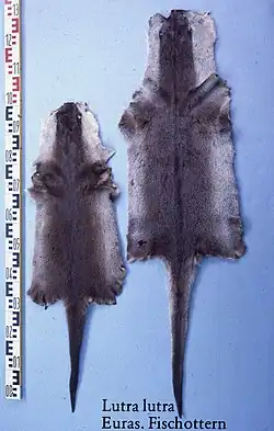 Eurasische Fischotterfelle