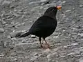Turdus poliocephalus thomassoni Verbreitung: Luzon