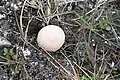 Zwergweiden-Stäubling Lycoperdon frigidum