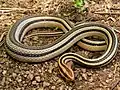 Lygophis lineatus