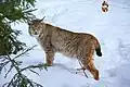 Eurasischer Luchs