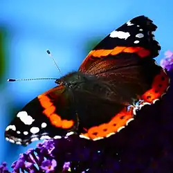 Männchen, erkennbar an den fehlenden weißen Punkten im roten Band auf den Vorderflügeln