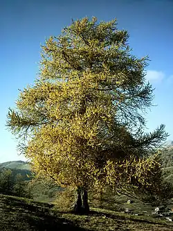 Europäische Lärche (Larix decidua)