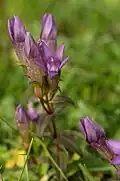 Deutscher Fransenenzian (Gentianella germanica)