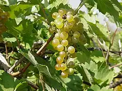 Grüner Veltlinertraube von einer Minimalschnitterziehungsanlage