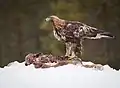Steinadler (Golden eagle)
