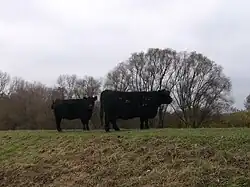 Maasdeich mit Galloway-Rindern