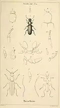 Macrarthrius goudotii (Figuren 1–6)