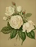 'Mélanie Willermoz', 1845