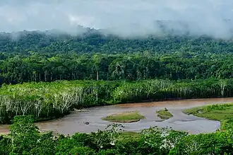 Tropischer Regenwald im Nationalpark Madidi in Bolivien