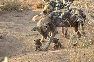 Afrikanischer Wildhund mit Jungtieren