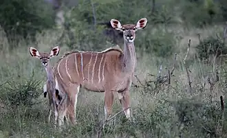 Großer Kudu, Weibchen mit Jungtier