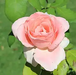 'Mahina 81', 1981, Alain Meilland