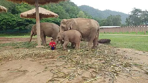 Mahout mit Elefantenfamilie