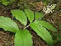 Maianthemum japonicum