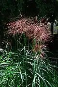 Miscanthus sinensis 'Malepartus', beginnende Blüte
