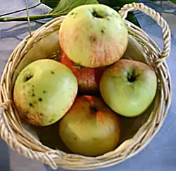 Dülmener Herbstrosenapfel