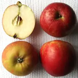 ‘Holsteiner Cox’