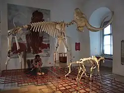 Mammut im Museum für Ur- und Frühgeschichte