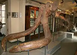 Mammuthus-meridionalis-Skelett