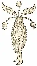 Buch I, Kapitel 277. Mandragora femine