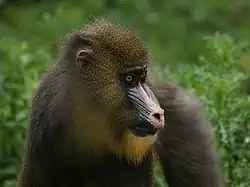 Mandrill (Mandrillus sphinx)