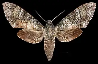 Manduca lanuginosa ♀