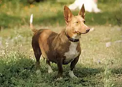 Podenco Andaluz Maneto
