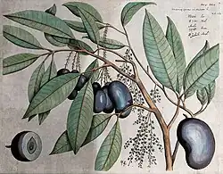 Band 4, Tafel 2: Mangifera indica