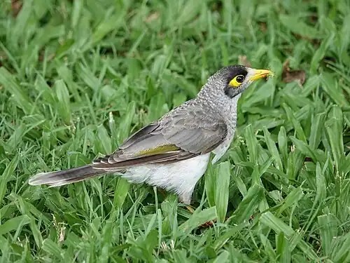 Weißstirn-Schwatzvogel