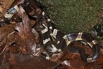Vielgebänderter Krait (Bungarus multicinctus)