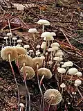 Halsband-Schwindling Marasmius rotula