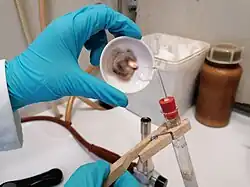 Die Marsh'sche Probe mit Arsentrioxid: Ein schwarzer Arsenspiegel bildet sich.