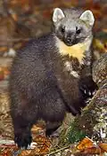 Baummarder (Pine marten)