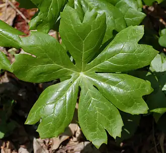 Das namensgebende schildförmige (peltate), gelappte Laubblatt des Schildförmigen Fußblattes (Podophyllum peltatum)
