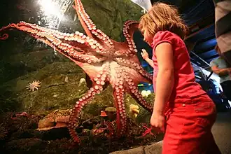 Pazifischer Riesenkrake