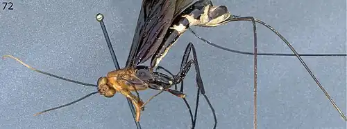 Megarhyssa babaulti ♀