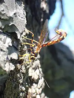 Megarhyssa nortoni nortoni ♀