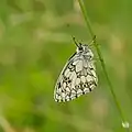 Schachbrett (Melanargia galathea)