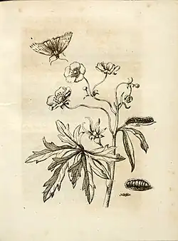 Wilder Hahnenfuß (Tafel 15)